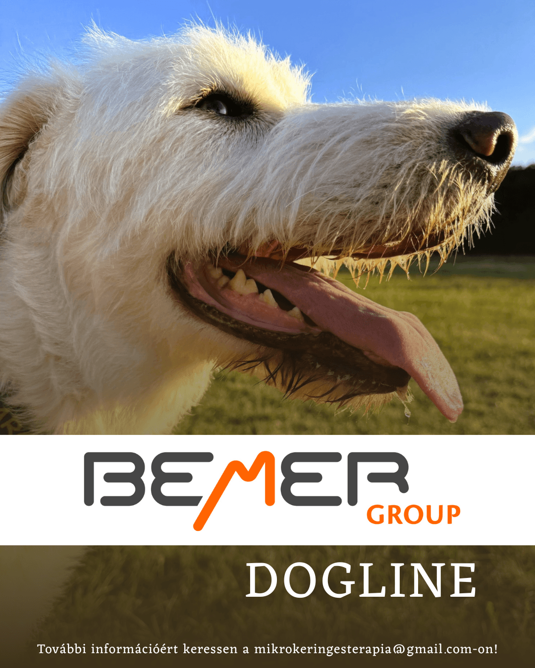 Bemer Dogline Marci 260303